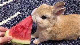 兔子吃小瓜视频在线观看,萌态十足，在线观看萌宠美食瞬间