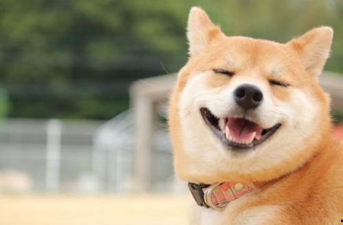 柴犬可以吃酥瓜吗视频讲解,柴犬的夏日美味探索