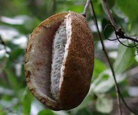 吃八月瓜视频,视频带你领略田园风味