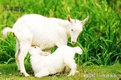 小羊没烦恼的吃瓜视频在哪看,观看指南及平台推荐