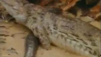 鳄鱼吃瓜的视频大全集,趣味横生的动物食趣大盘点