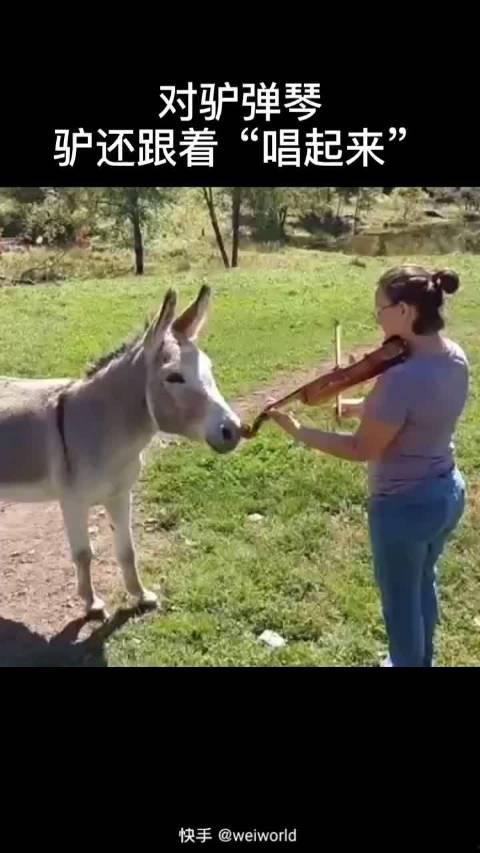 驴姐吃瓜搞笑视频大全,欢乐无限，笑料连连