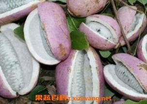 吃货主播吃八月瓜视频,吃货主播带你领略独特风味