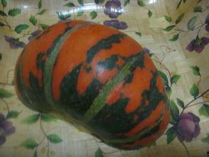 农村二丫吃瓜视频大全