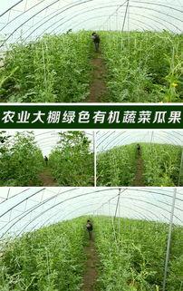 大棚吃瓜视频素材高清,高清揭秘瓜果生长的秘密