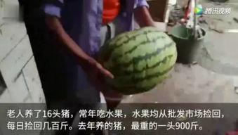 群众吃瓜水果视频