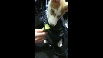 狗狗吃瓜配音视频播放,萌态十足，萌宠欢乐时刻