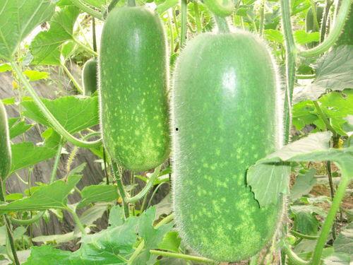 海澜之家吃瓜视频大全,揭秘时尚圈幕后趣闻