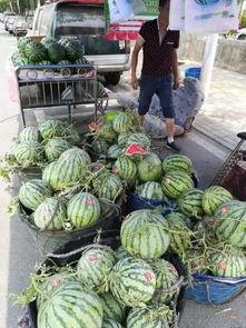 诸城西城吃瓜事件视频,一场引发热议的网络狂欢