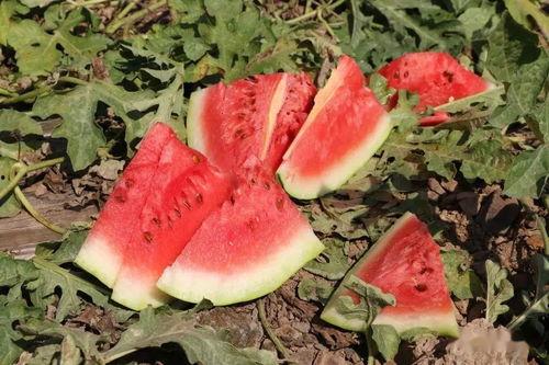 小沙吃瓜视频大全,揭秘娱乐圈幕后故事