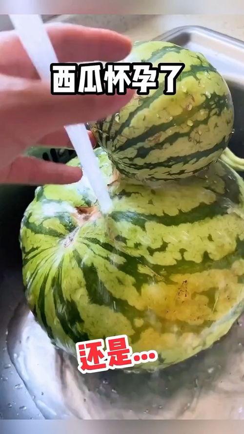 搞笑视频吃瓜配音片段在线观看,带你领略吃瓜乐趣