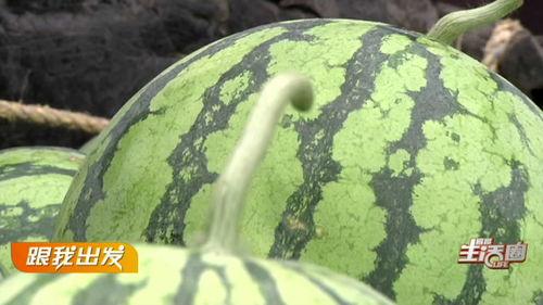 宜昌本地吃瓜新闻视频,揭秘本地热门事件背后的真相