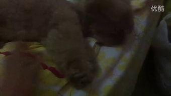 吃瓜打人小视频,小视频引发热议