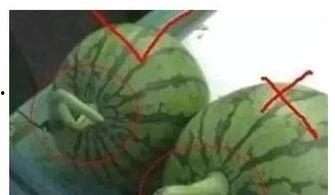 勺子吃瓜技巧视频,视频教学带你轻松享受夏日美味