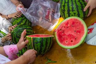 山东曹县吃瓜的视频,一场视觉与味蕾的双重盛宴