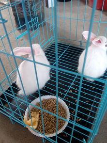 哈密瓜能给兔子吃么吗视频