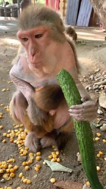 猴子的吃瓜视频,吃瓜视频走红，揭秘猴子的“美食”世界