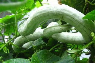 吃蛇瓜要削皮吃吗视频大全,削皮与否，营养与口感大揭秘