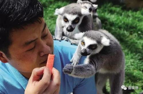 动物吃瓜视频大全集