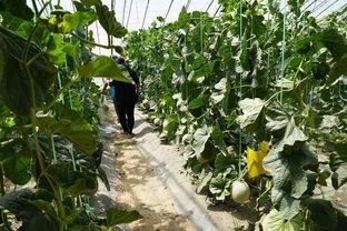 徽县的吃瓜视频,揭秘当地特色美食与风土人情