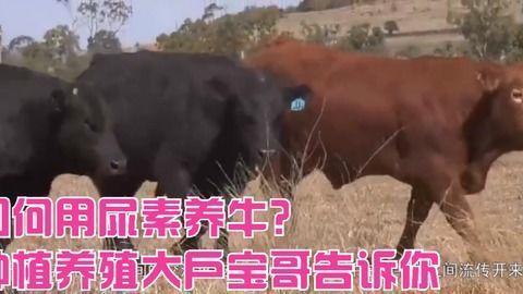 最牛的吃瓜哥视频下载,一招轻松获取热门内容！