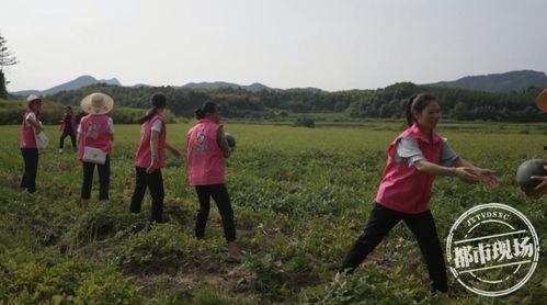 吃瓜群众在山里种地视频,吃瓜群众自种自食的田园生活纪实