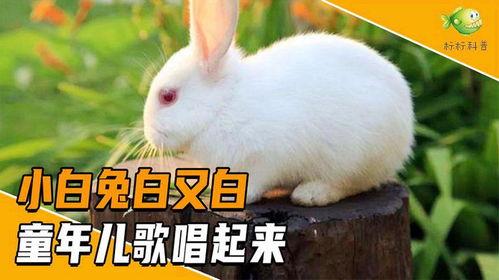 小白兔会吃小瓜吗视频